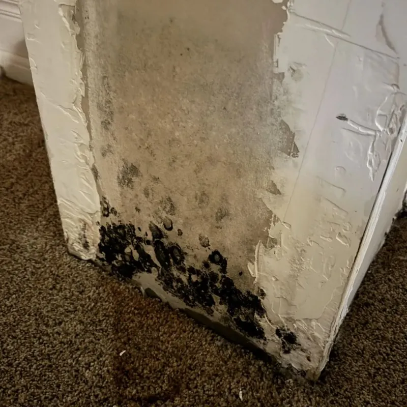 Professional Mold Removal in Gresham, OR